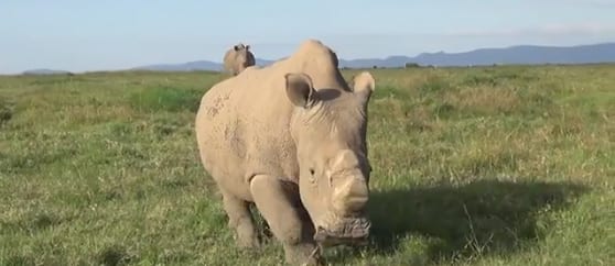 Airware Rhino Protection UAV Tests