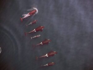 Killer Whale family group - UAV photography