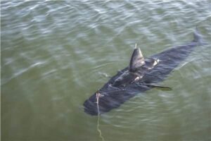 US Navy GhostSwimmer UUV