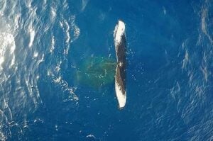 NOAA whale image