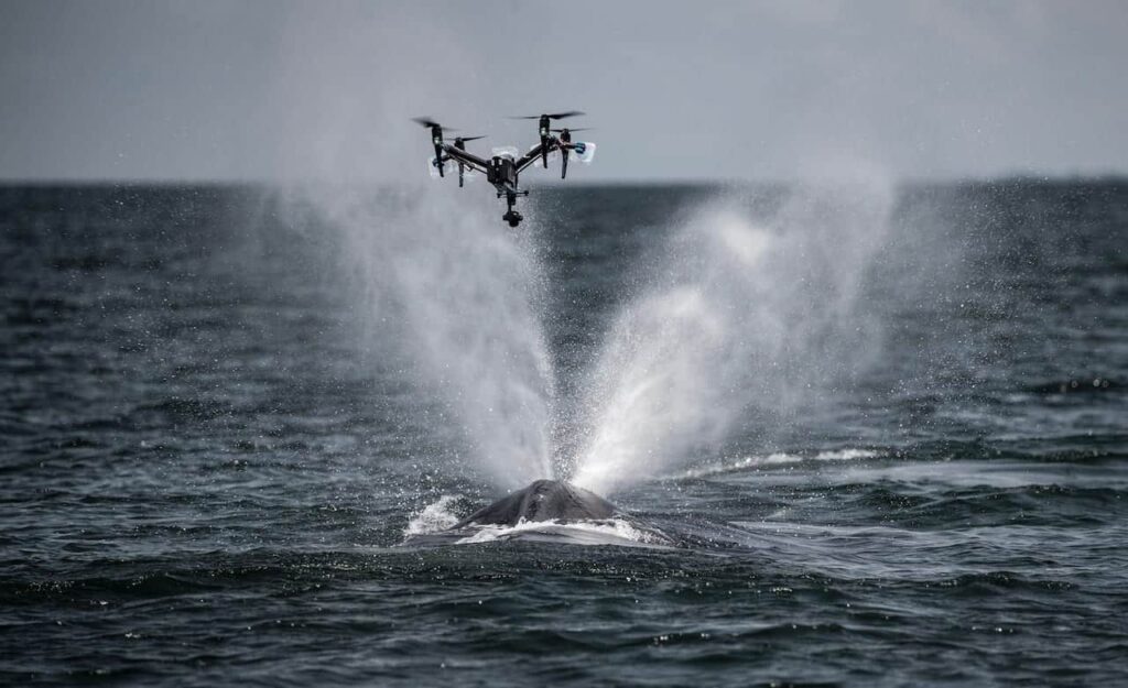 Whale conservation drone