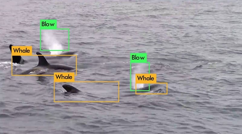 ai computer vision system - whale detections