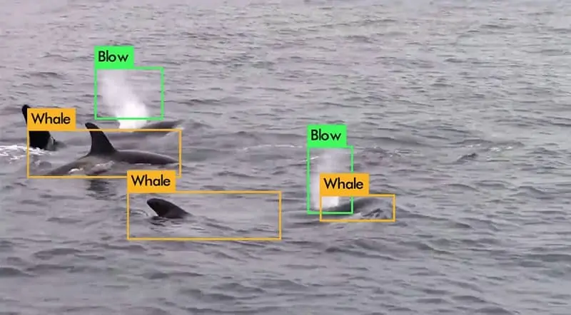 ai computer vision system - whale detections