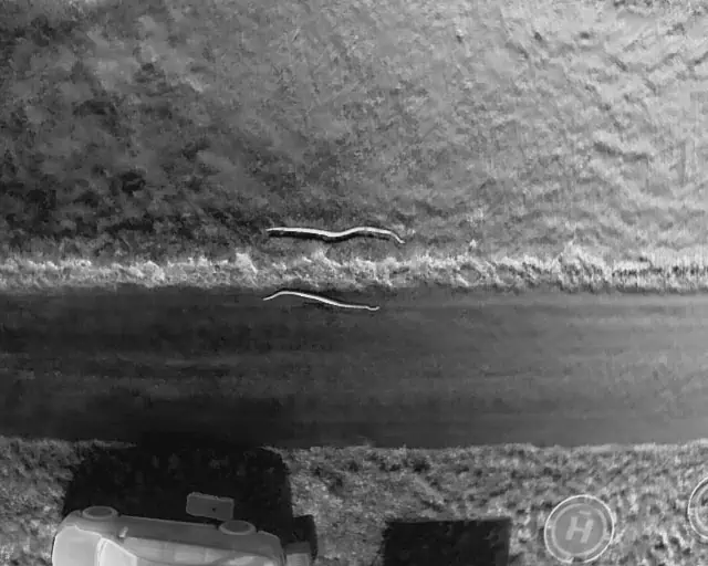 Test images of pythons captured by both Near Infrared Aerial Cameras