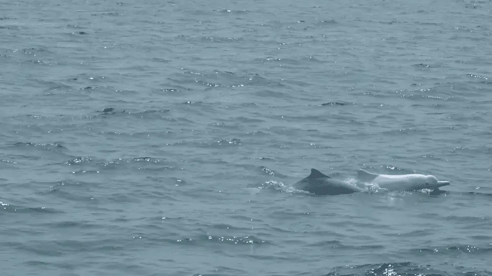 The Chinese White Dolphin was classed as vulnerable on the IUCN Red List