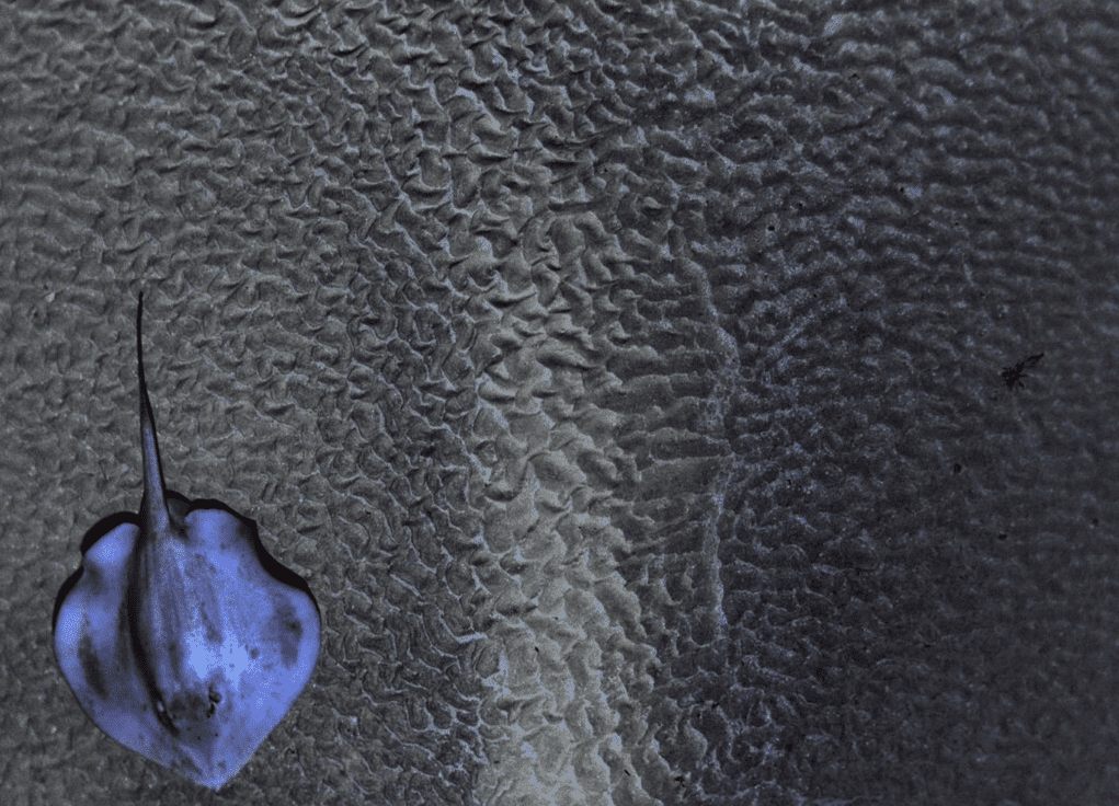 remus ls imaging