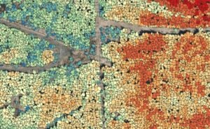 Tree map yellowscan