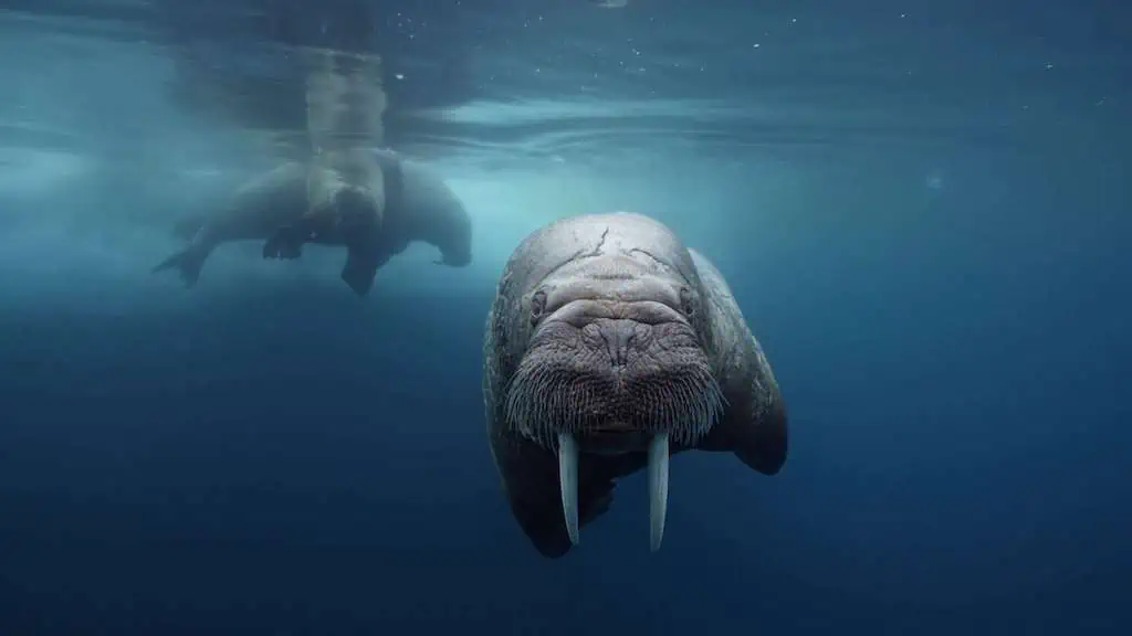 Boxfish Robotics: Subsea Cinematography