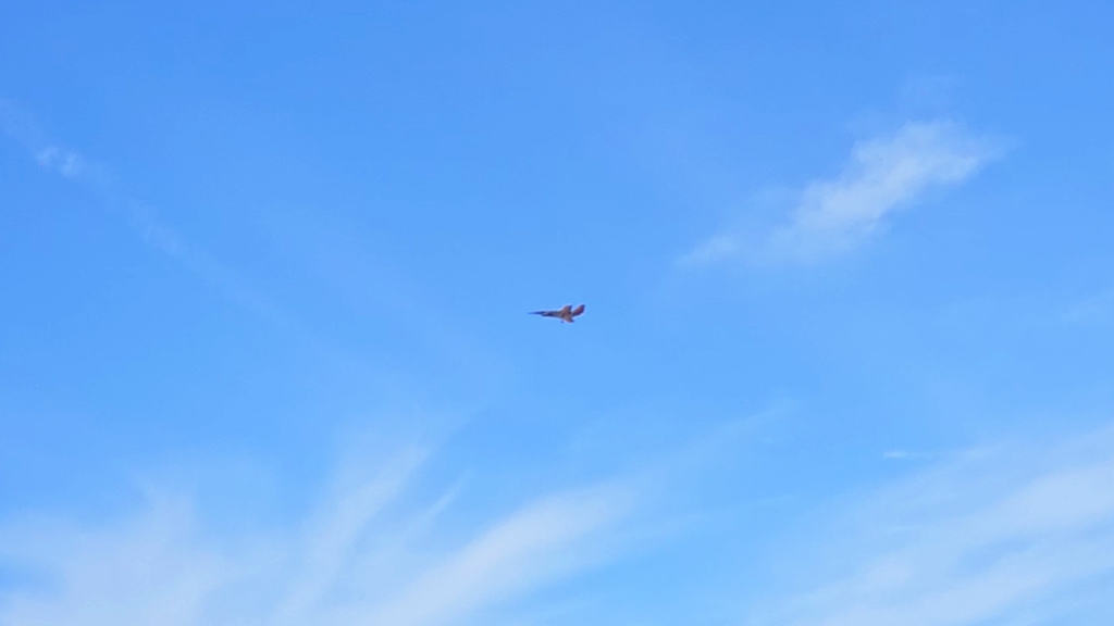 Developmental UAS Test Aircraft Successfully Flown