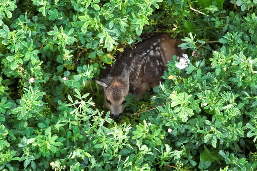 Wildlife Monitoring with Drones