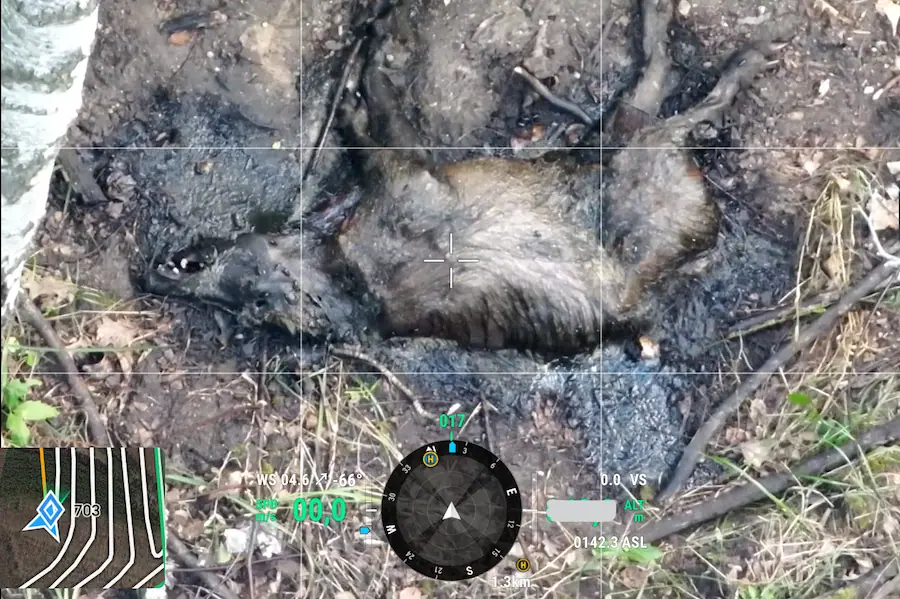 drone Wildlife Monitoring