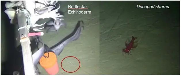 SubC-DFO-LSFA-brittlestar