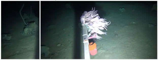 SubC-DFO-LSFA-corals