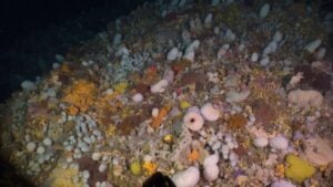 ROV-Powered Discovery: Advancing Mesophotic Reef Research in New Zealand