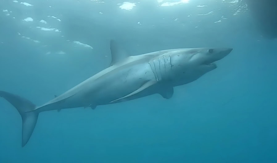 Oceanbotics' SRV-8X ROV Showcased in Discovery Channel’s Black Mako Shark Week Special.