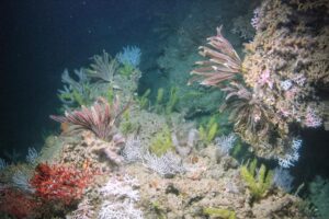 Deep-Sea Cameras & Monitoring Long-Term Gulf Habitat Recovery