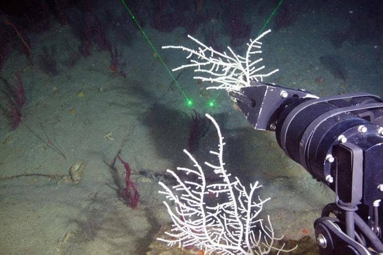Deep-Sea Cameras & Monitoring Long-Term Gulf Habitat Recovery