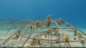 Extending Marine Environmental Monitoring with the Boxfish Alpha ROV