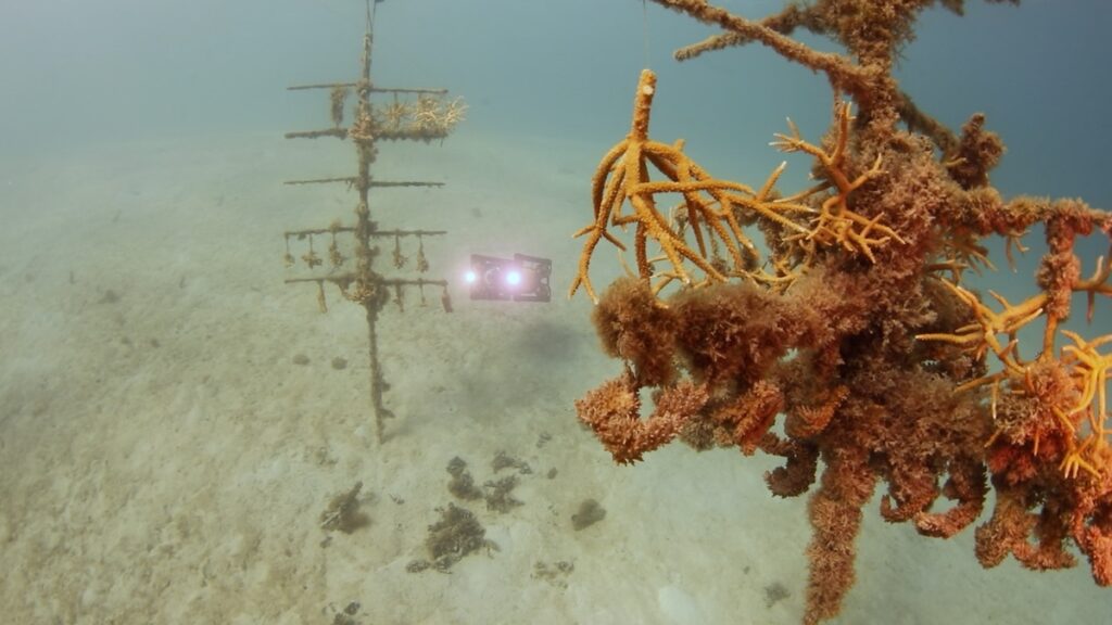 Repeatable Autonomous Coral Reef Surveying Using Boxfish AUVs