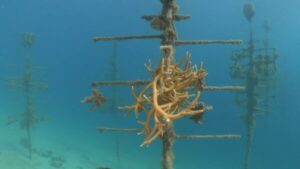 Repeatable Autonomous Coral Reef Surveying Using Boxfish AUVs